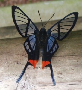 Photo:  Swordtail Butterfly